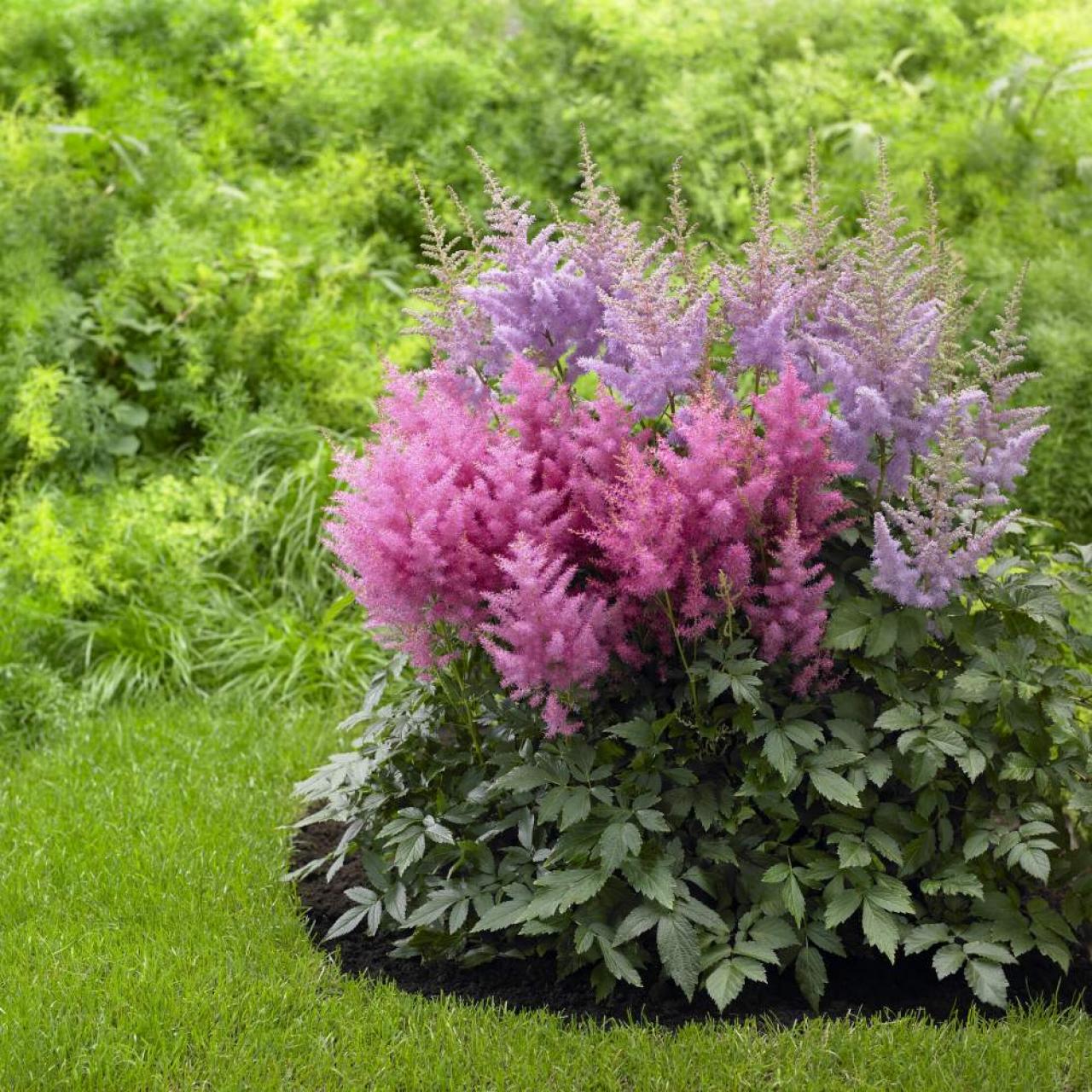 Maintenance After Growing Astilbe from Seed