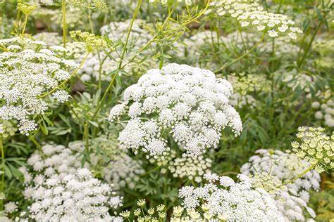 Growing Ammi Majus from Seed: A Quick Guide for Beginners - TheArches