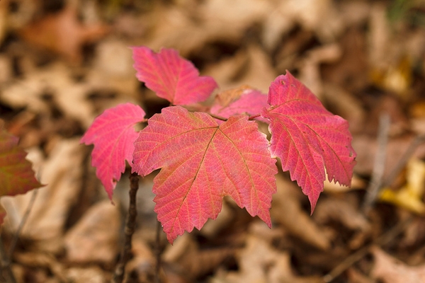 Maple Leaf Viburnum