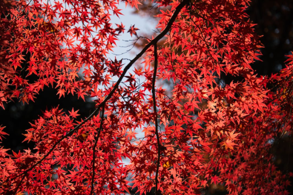 Maples (1)