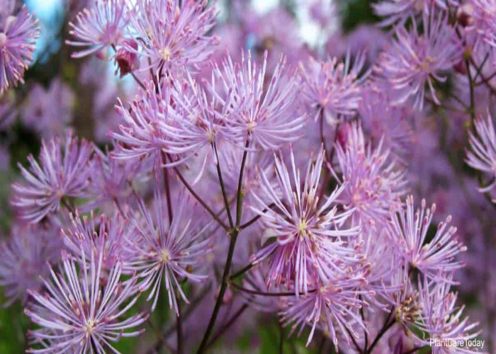 Meadow Rue