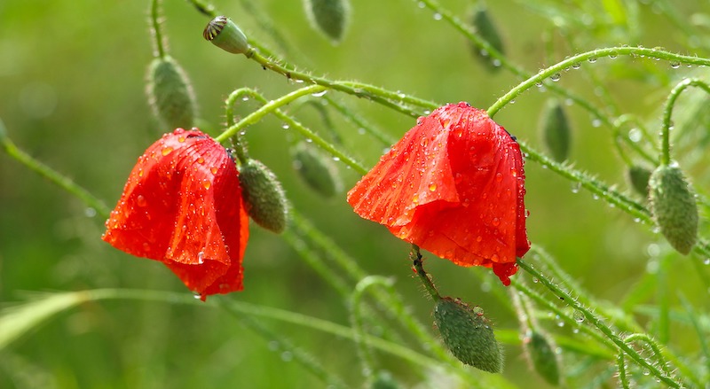 Minimal Watering to Poppy Plant