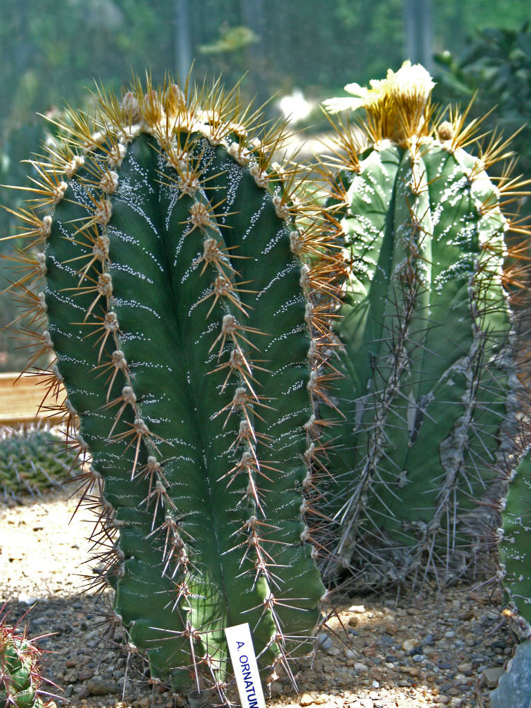 Monk's Hood Cactus