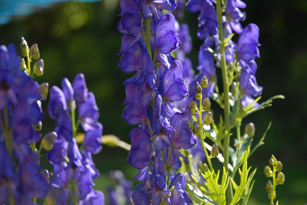 Monkshood