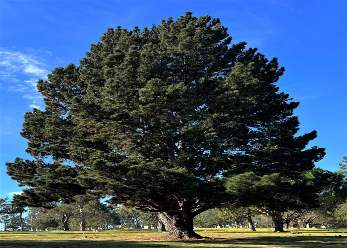 Monterey Pine