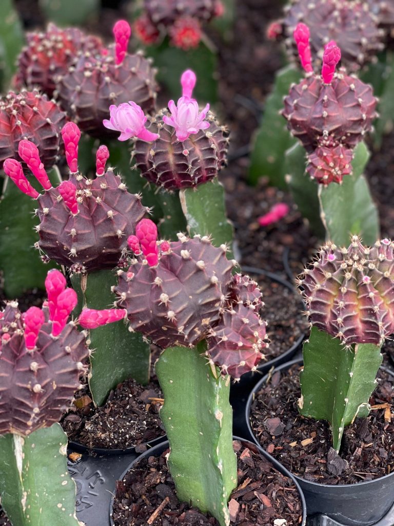 25 Flowering Cactus Plants to Enhance the Garden - TheArches