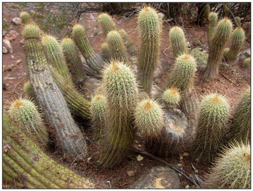 Morphology of The Spikes