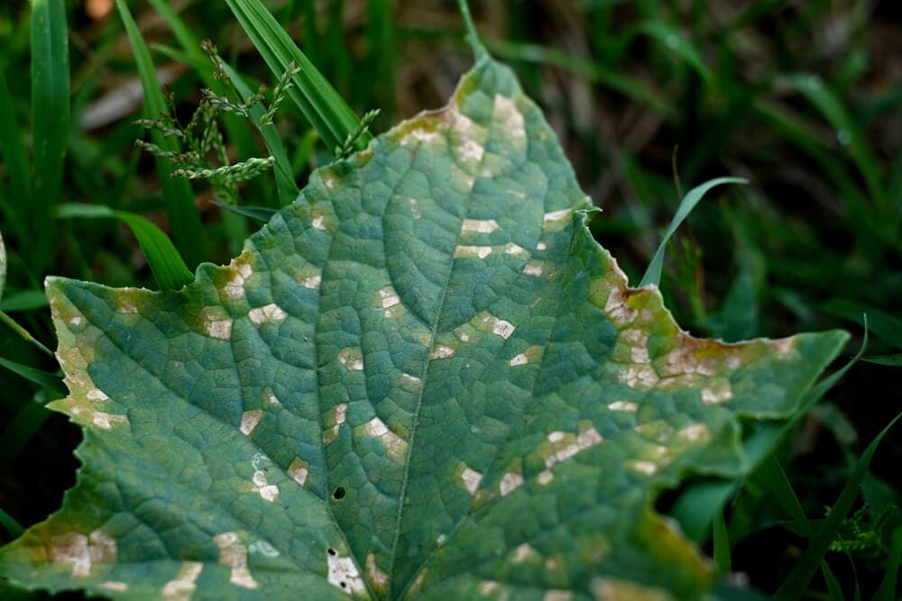 Mosaic Virus