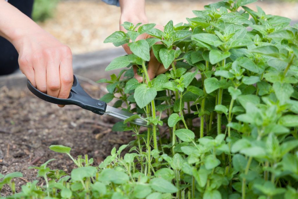 Mulching