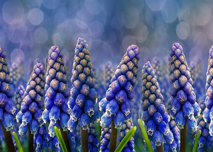 Muscari