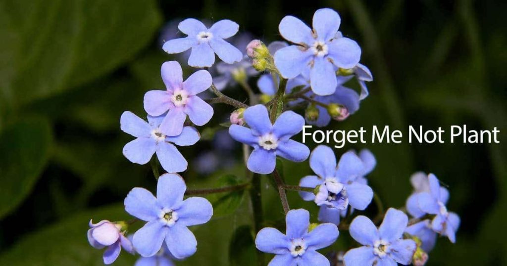 Myosotis 'Forget-Me-Nots' Varieties & Care