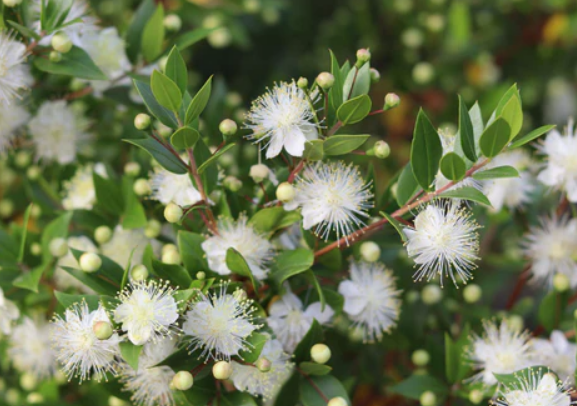 Myrtle (Myrtus)