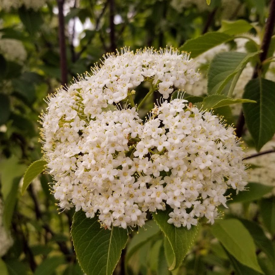 Nannyberry Viburnum