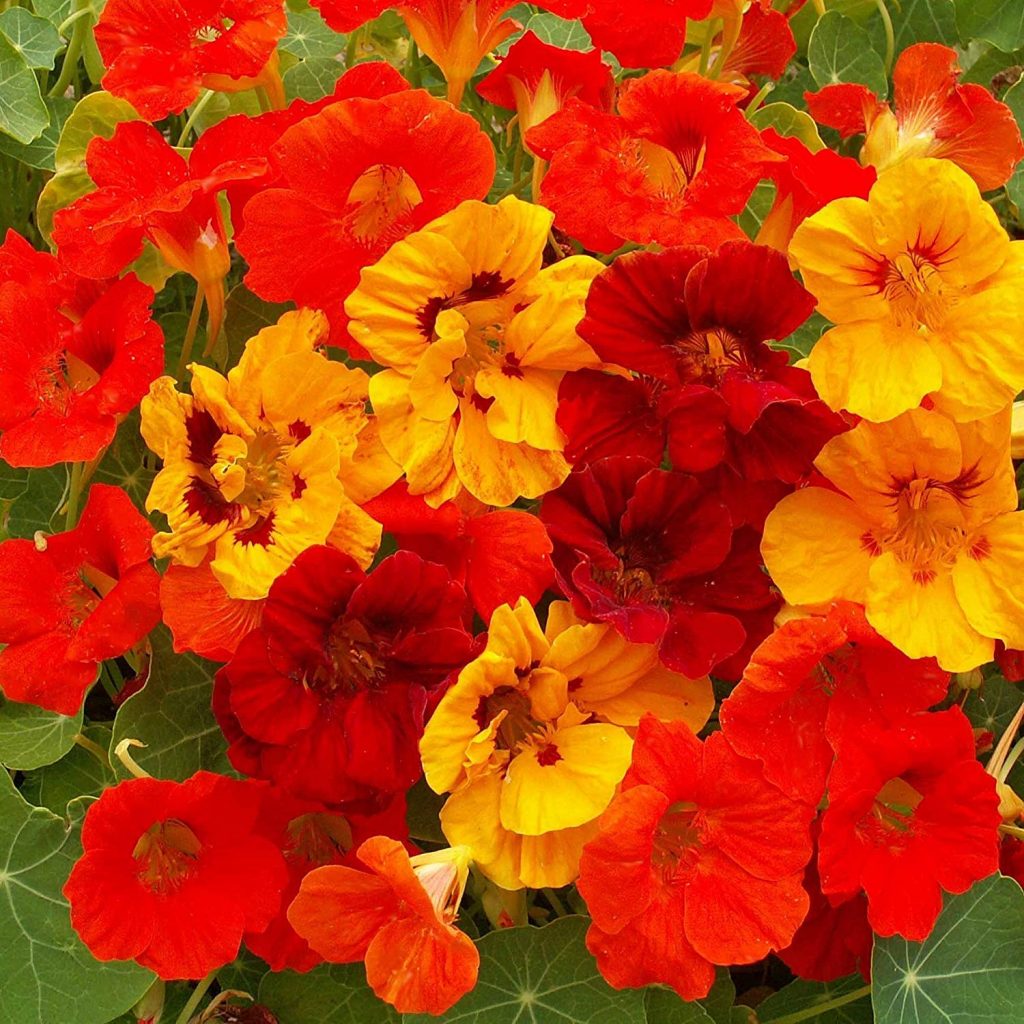 Nasturtium