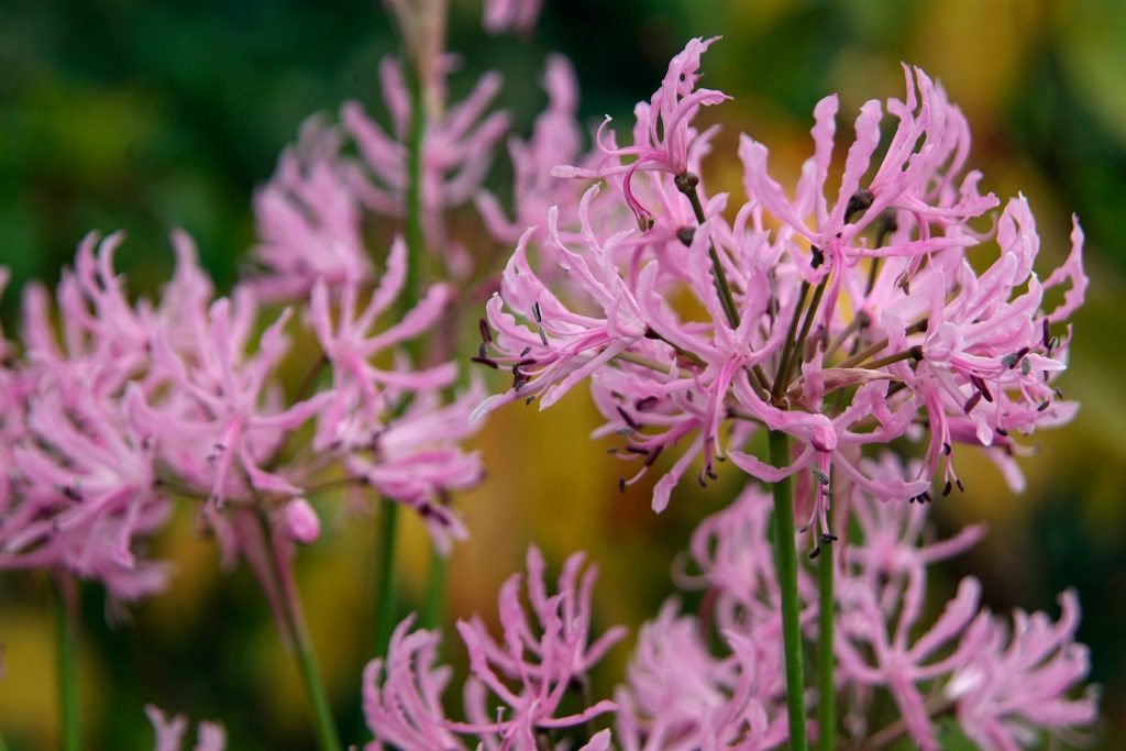 Nerine Undulata