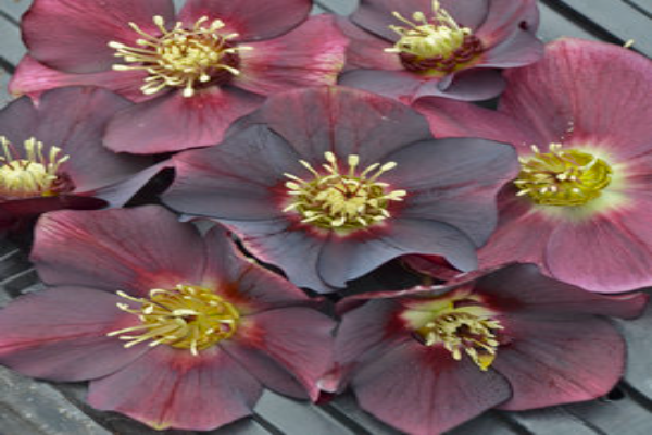 New York Night Hellebore