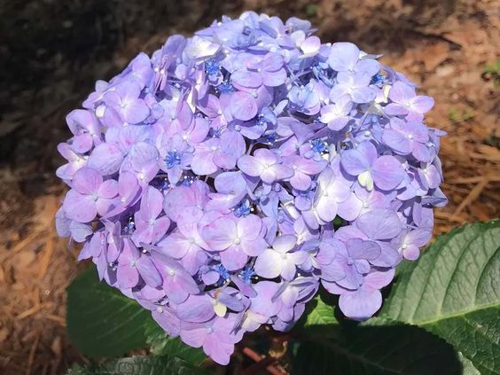 Nikko Blue Hydrangea