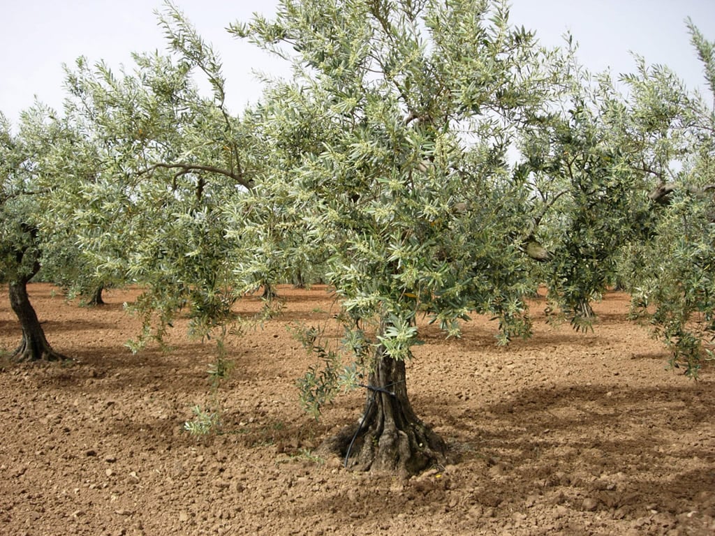 The Ultimate Guide to Pruning Your Olive Trees - The Arches