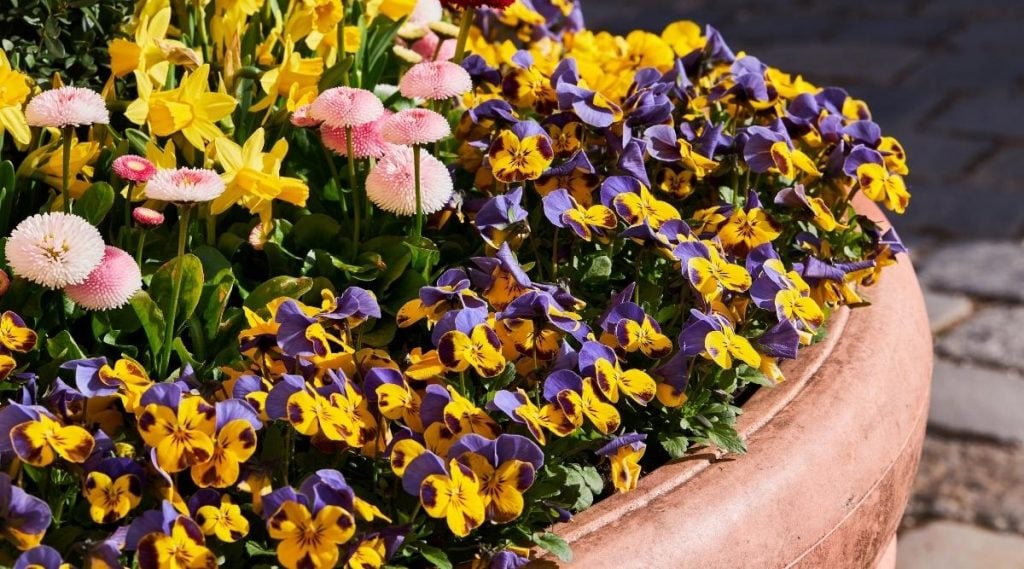 10 Tips for Successfully Growing Pansies In Containers - The Arches