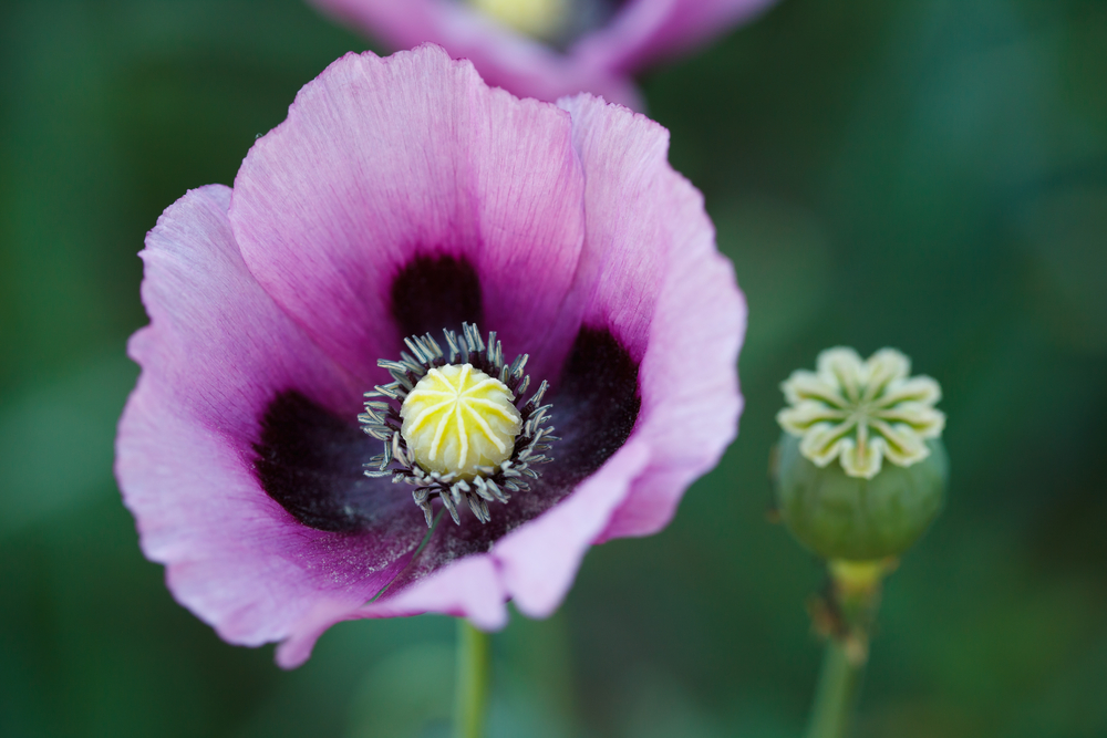 Papaver somniferum фото