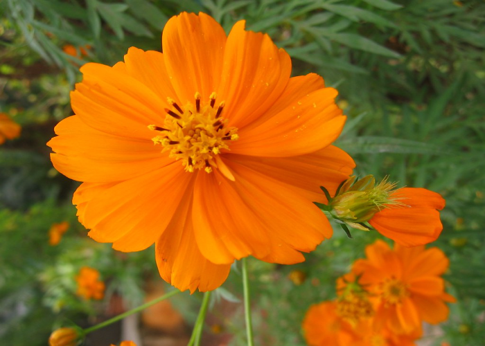 Orange Cosmos