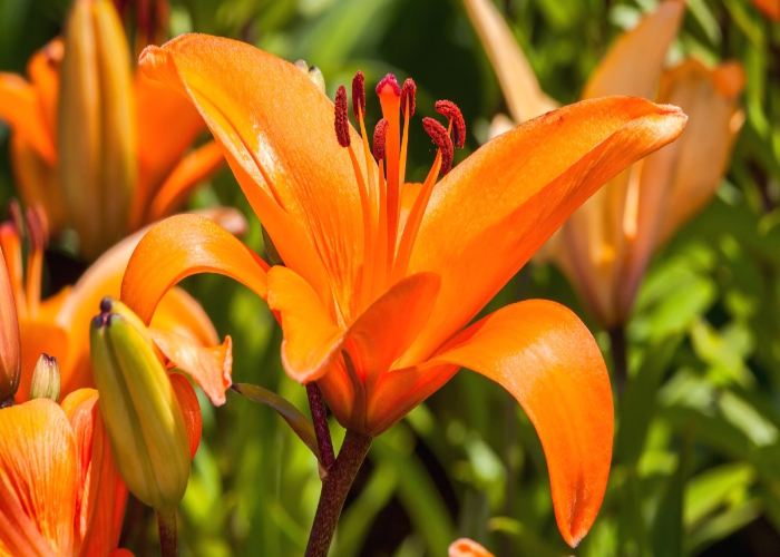 Orange Lily