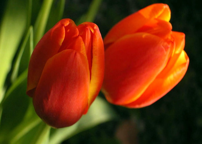 Orange Tulip