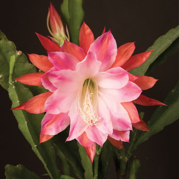 Orchid Cactus