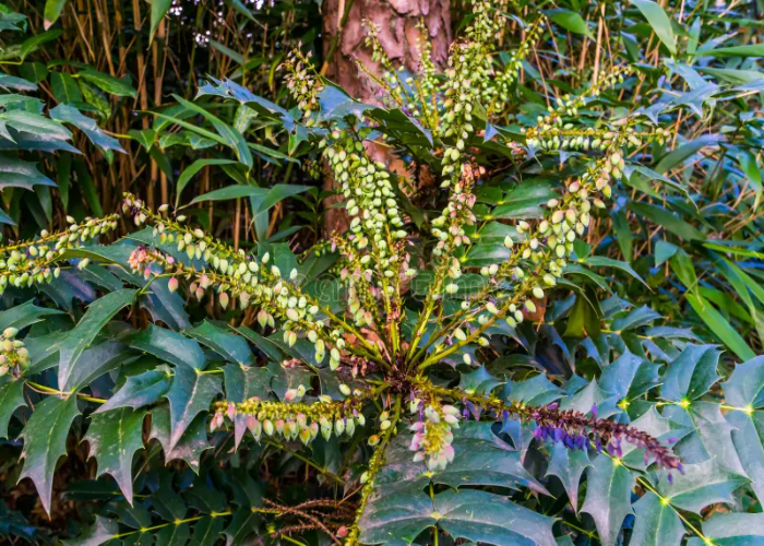 Oregon Grape Hybrid .jpg