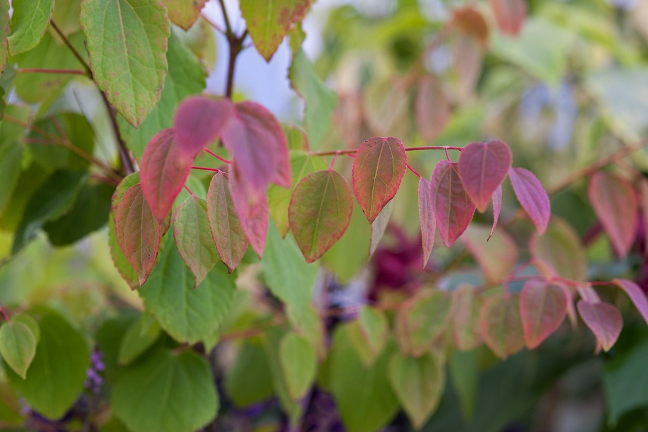 20 Oriental Plants to Create a Breathtaking Japanese Garden