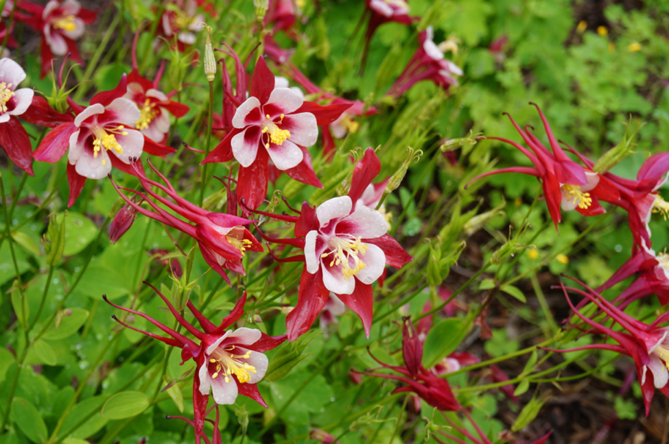 Origami Red and White Columbine