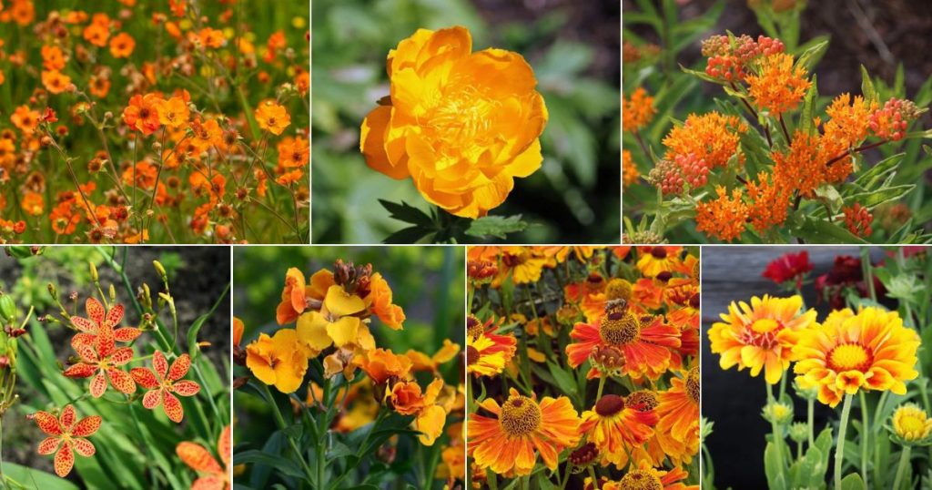 Ornate Orange Perennials