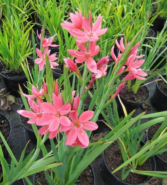 Overview of Kaffir Lily