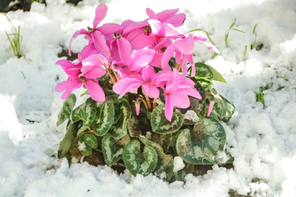 Overwintering the Cyclamen