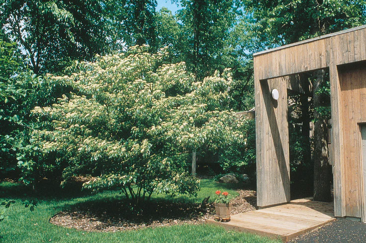 Pagoda Dogwood