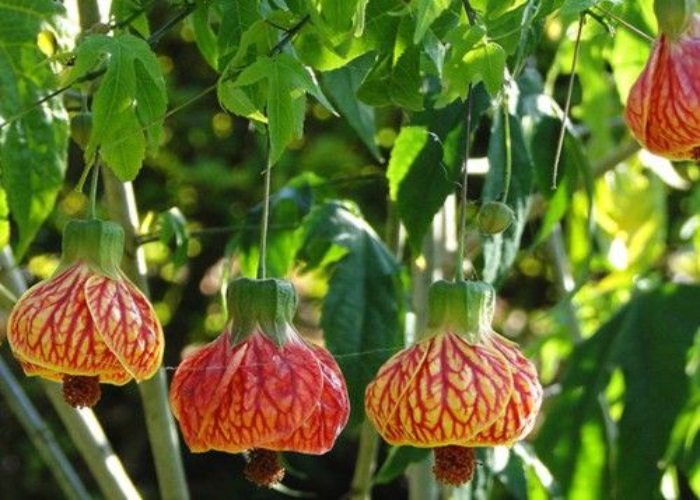 Painted Abutilon