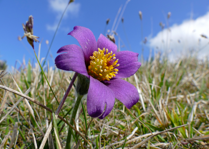 Pasque Flower