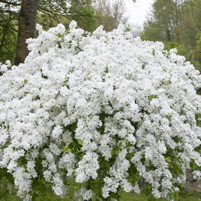 Pearl Bush