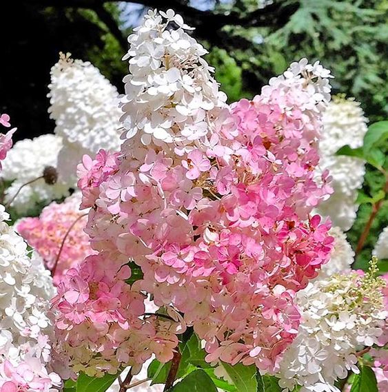 PeeGee Hydrangea