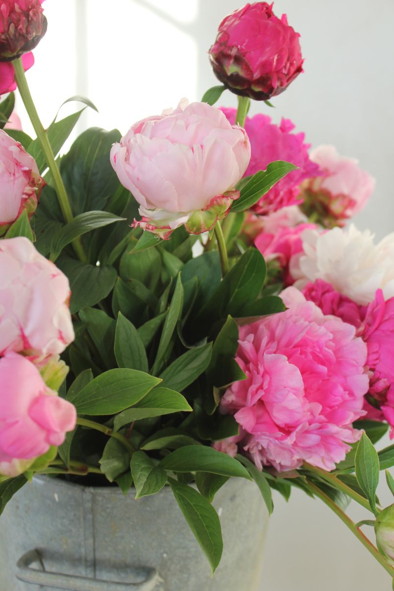 Peonies