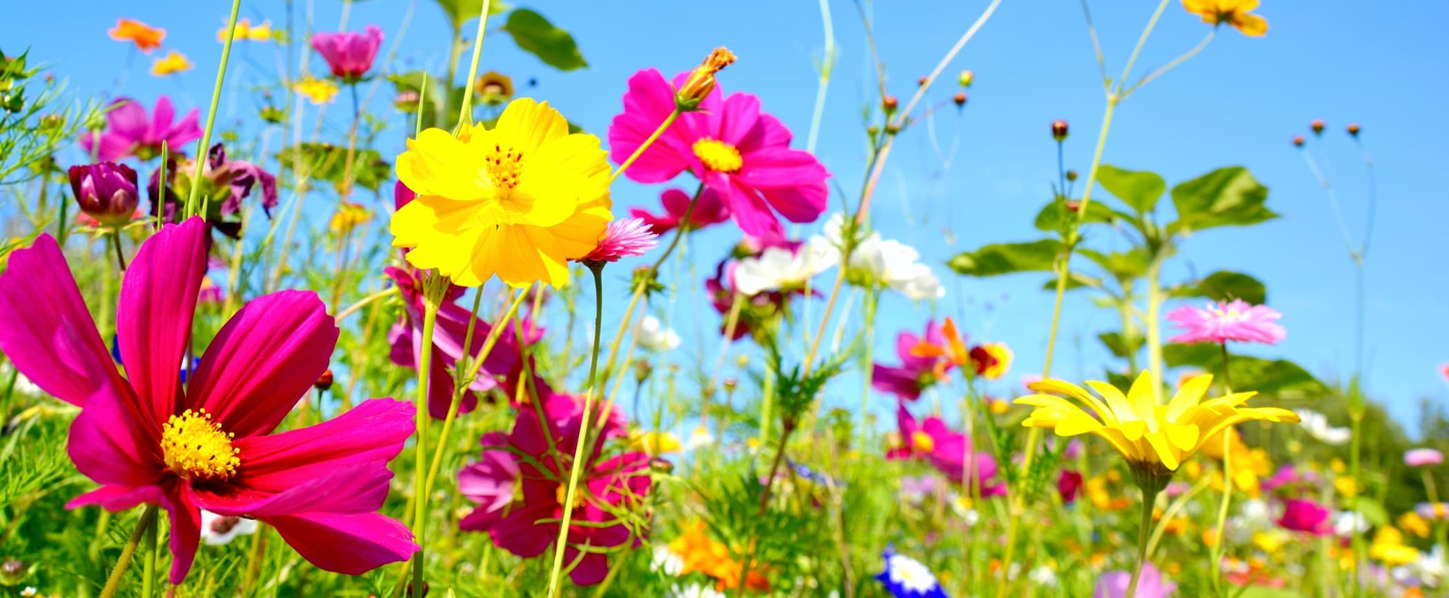 Desert Flowers Erupt in California 'Super Bloom