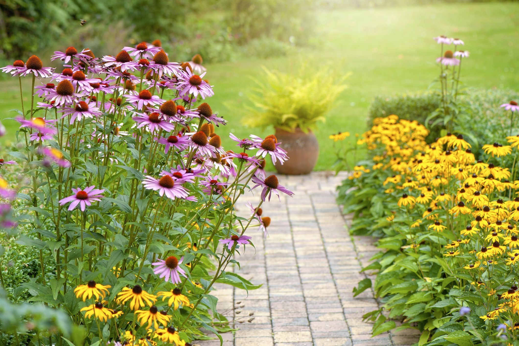 A Beginner’s Guide to Perennials: Understanding the Different Types