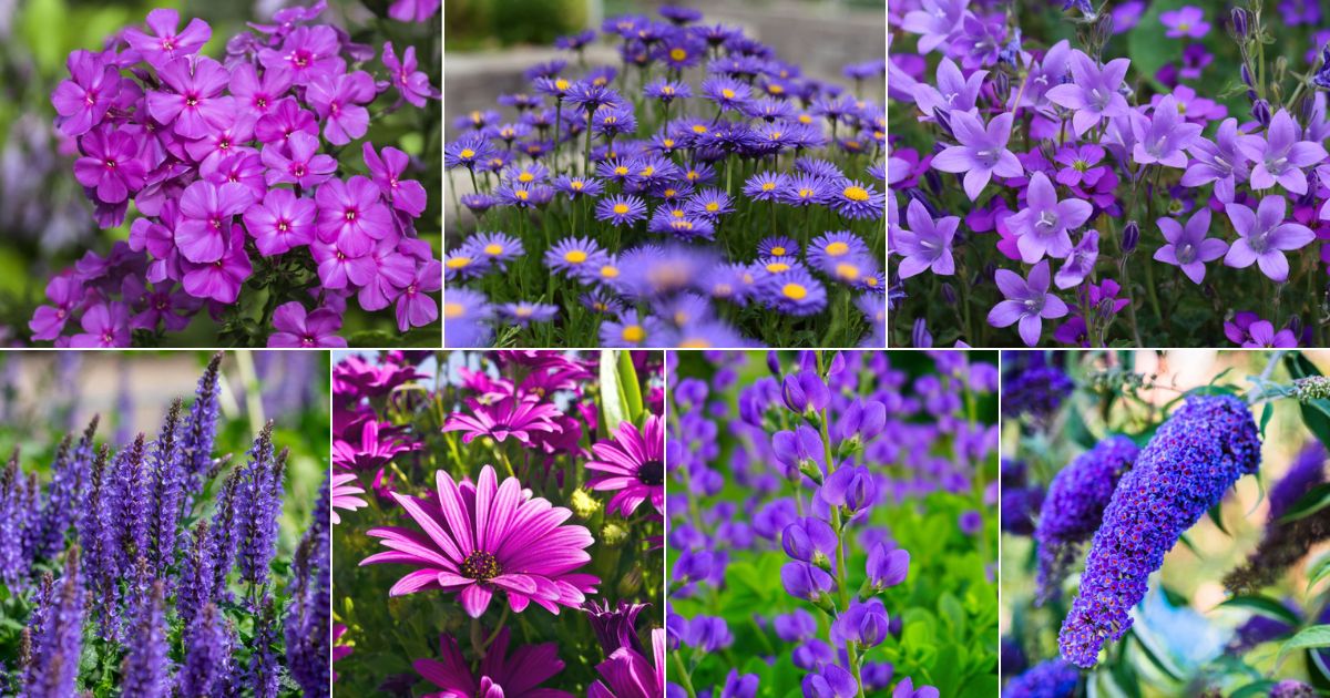 Top 28 Purple Perennial Plants for a Stunning Garden - TheArches