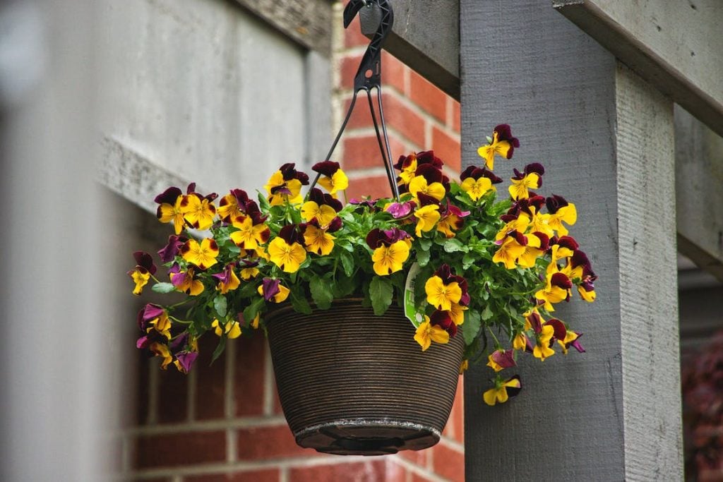 10 Tips for Successfully Growing Pansies In Containers - The Arches