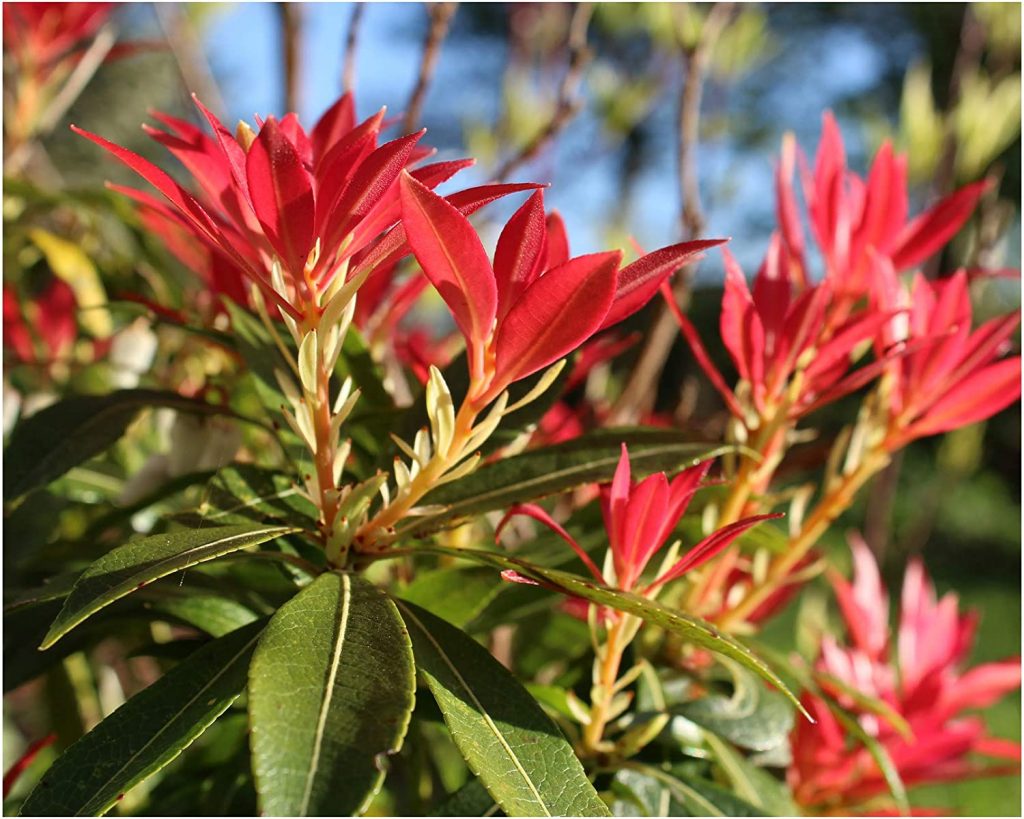 Pieris 'Forest Flame' Care & Growing Tips