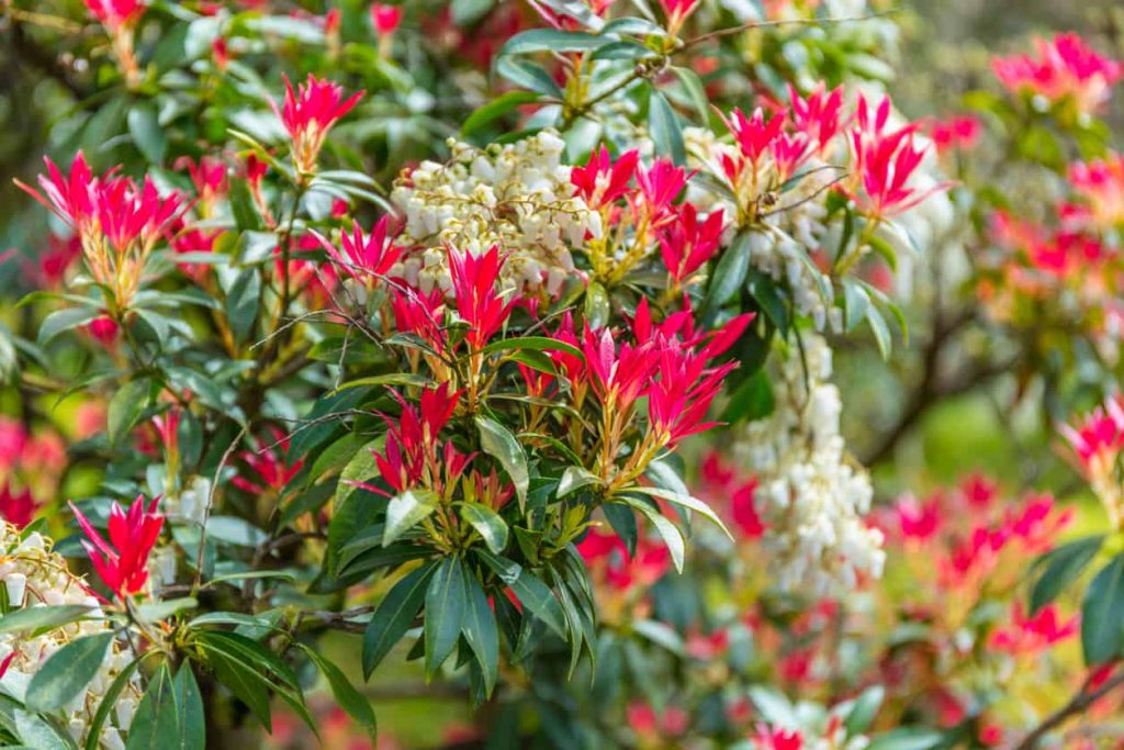 Pieris Japonica Care & Growing Tips