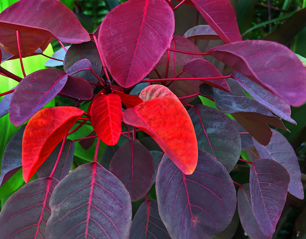 Pigment Causing The Red Leaves