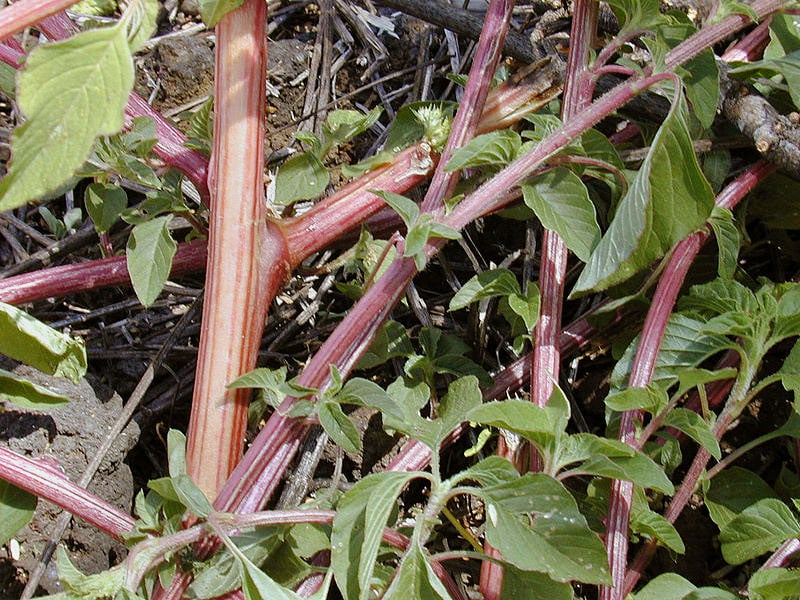 Pigweed