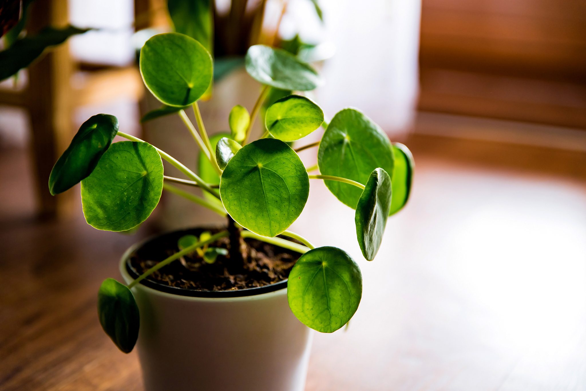 Pilea 150 Black