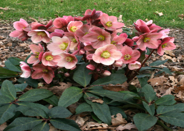 Pink Frost Lenten Rose